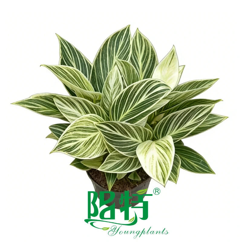 Philodendron tatei 'Peridot' White Variegation Tissue Culture Seedling Plants Wholesale 1