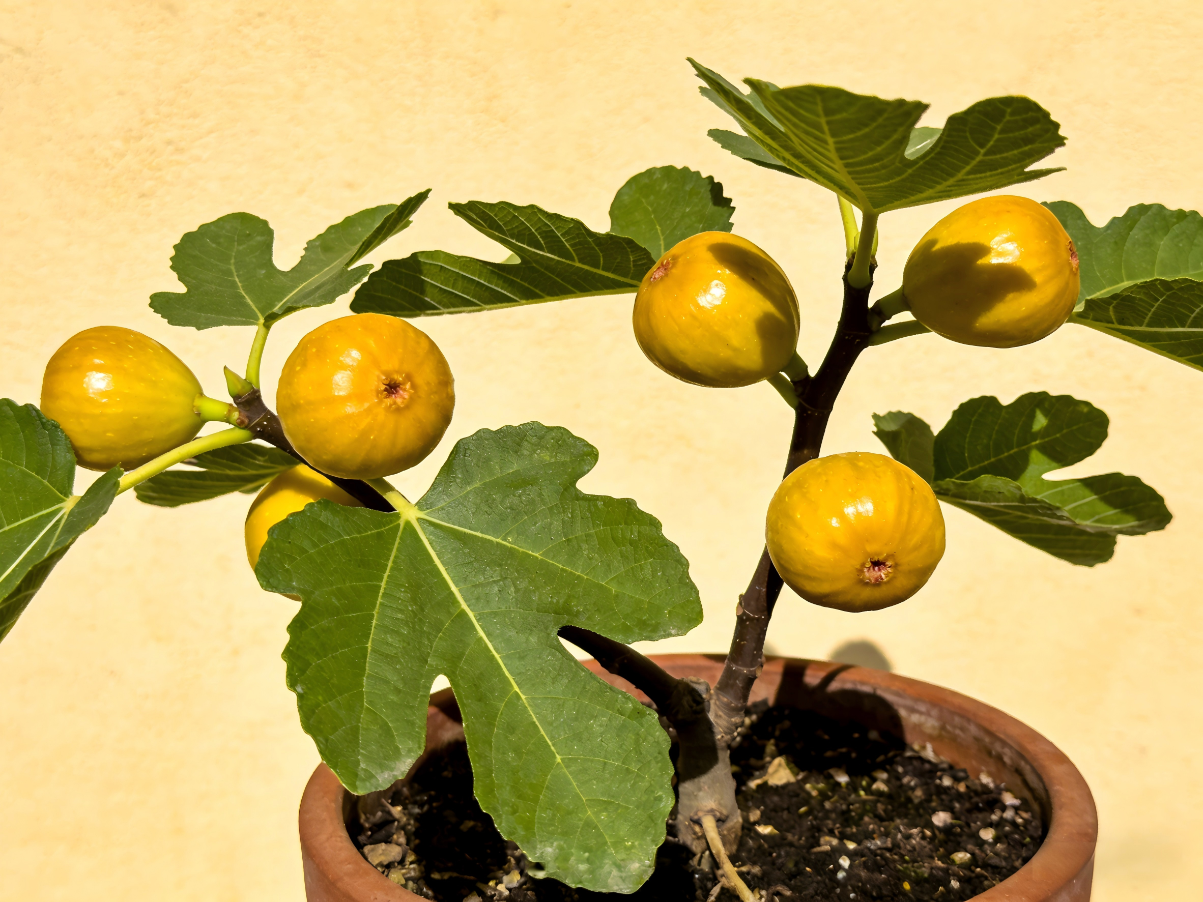 Ficus carica 'Zao Huang'