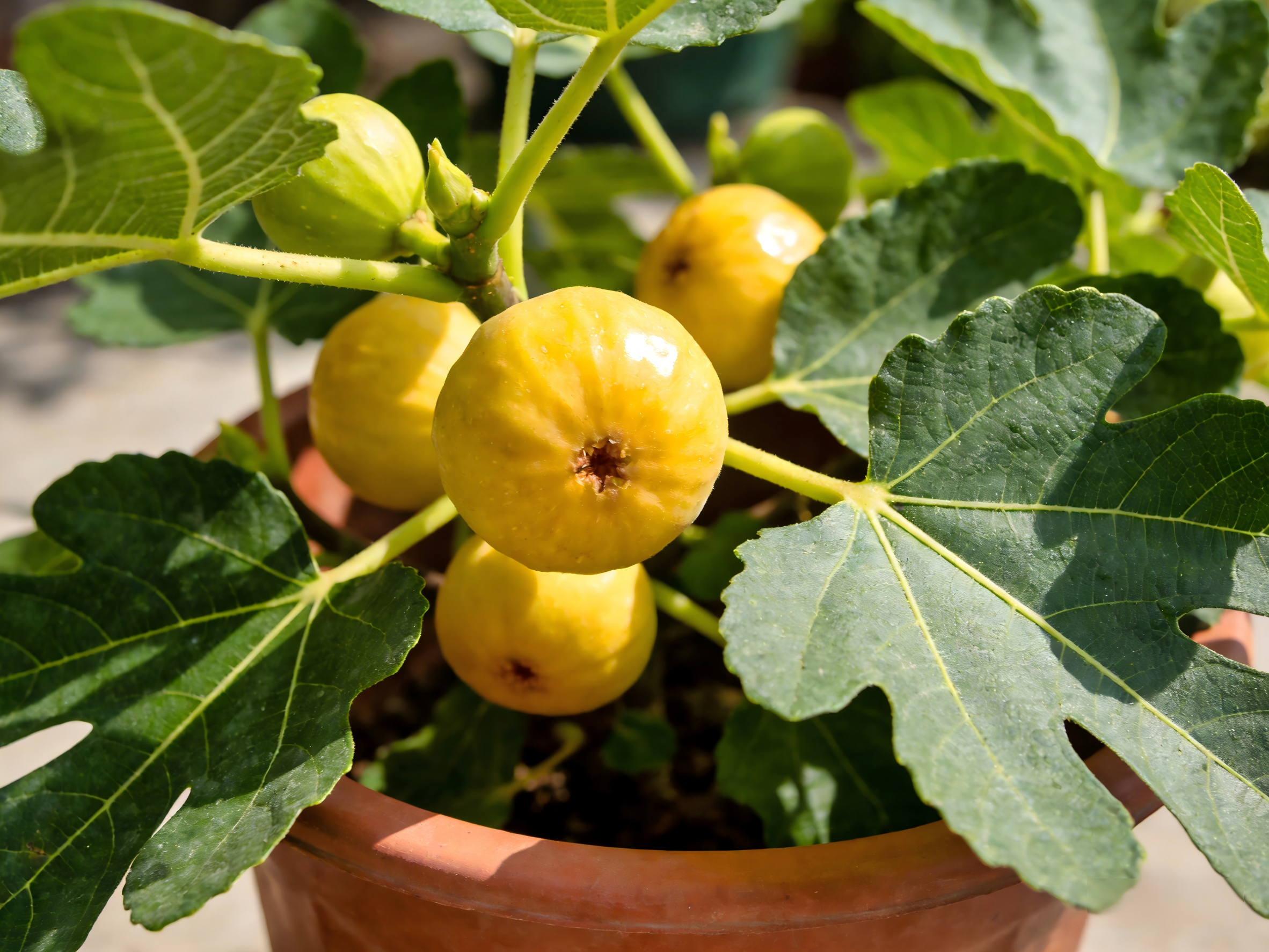 Ficus carica 'Zao Huang'