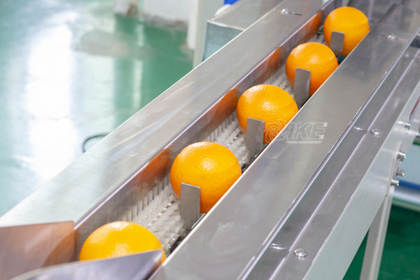 DS-B350G Fresh fruit flow-through packaging machine for oranges and lemons 3