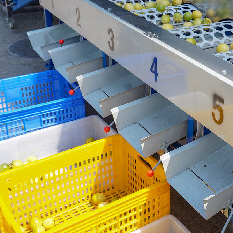 Automatic Passion Fruit Washing, Air Drying and Grading Processing Line 2
