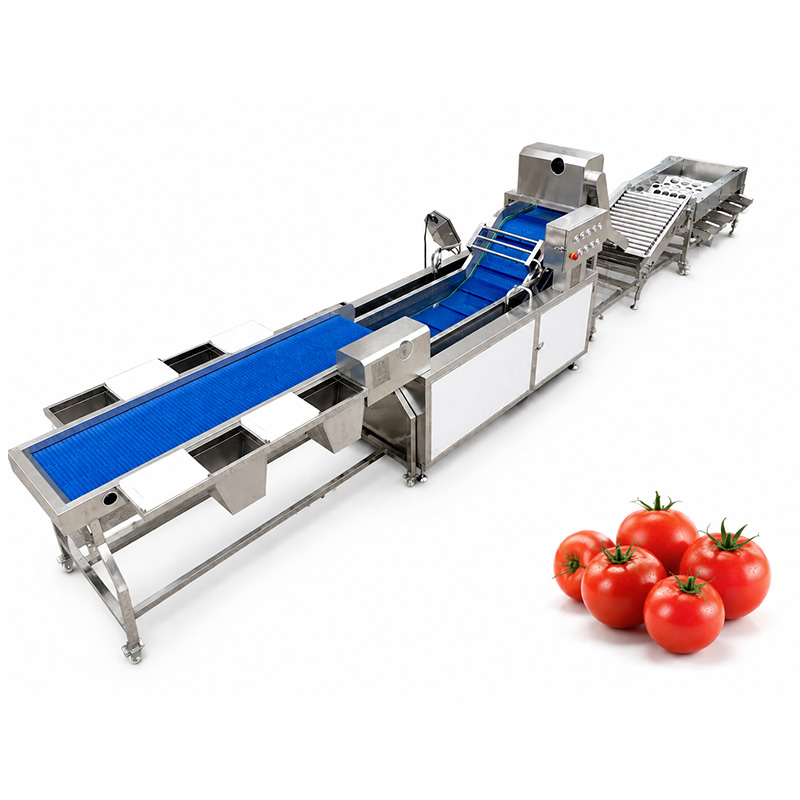Linea di selezione, lavaggio e classificazione dei pomodori 1