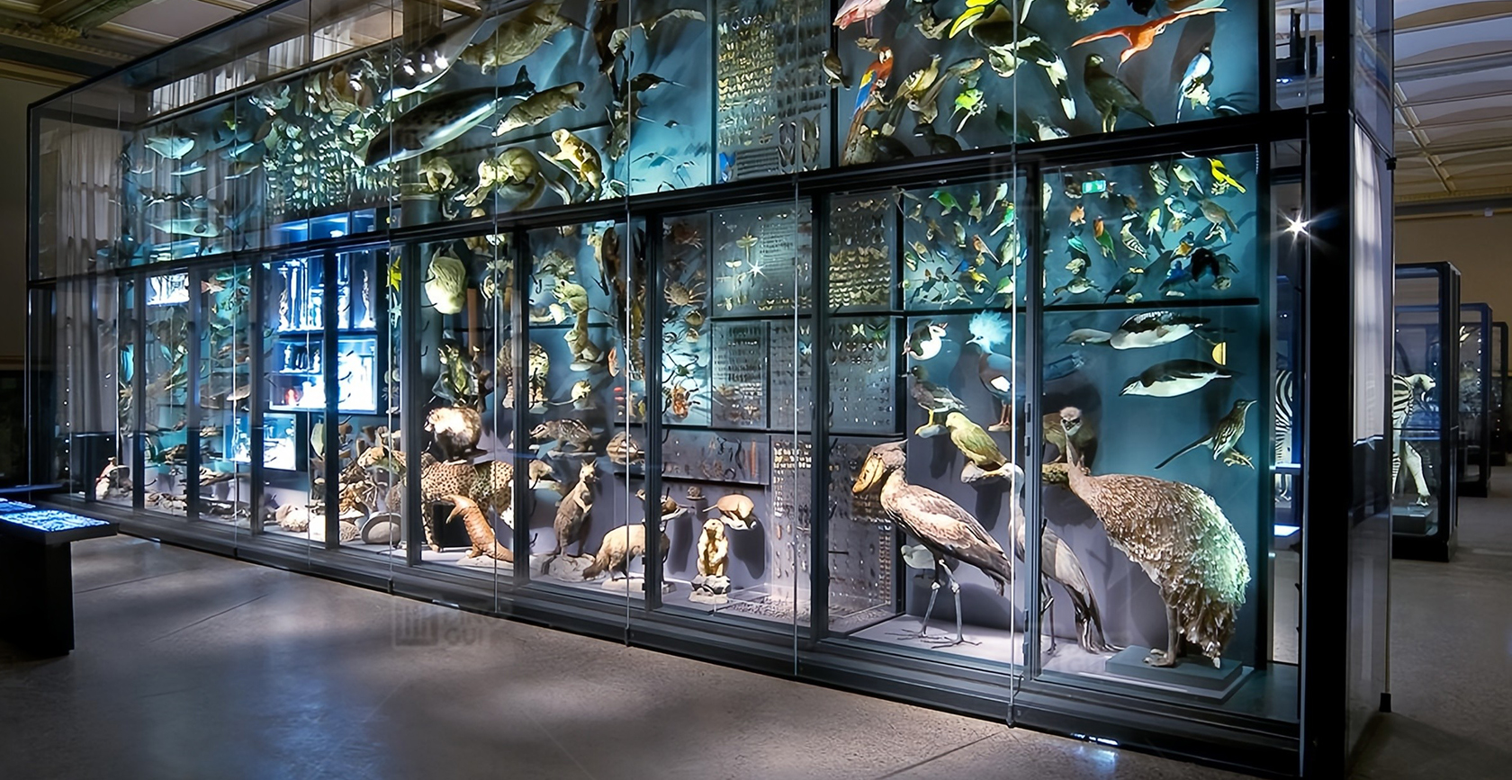 Museum für Naturkunde of Berlin 7