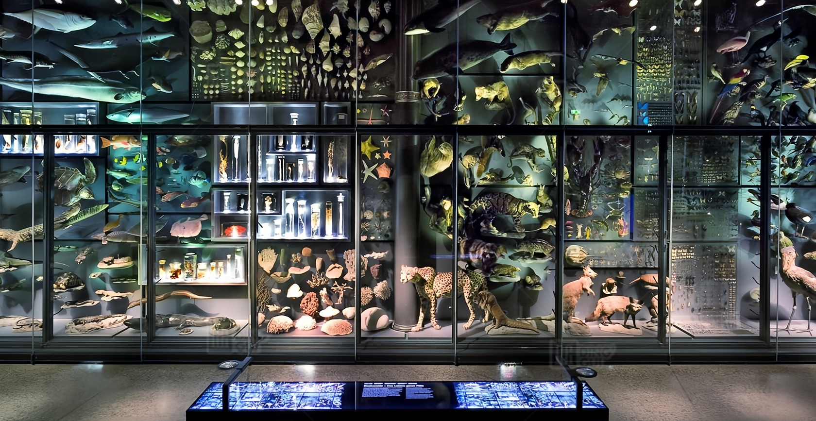 Museum für Naturkunde of Berlin 6