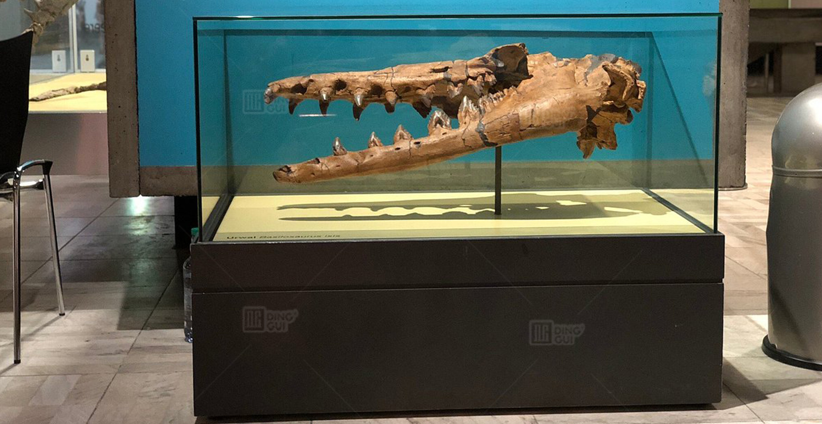 Senckenberg Naturmuseum Frankfurt 4