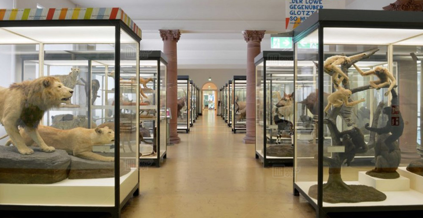 Senckenberg Naturmuseum Frankfurt 3