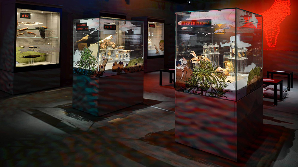 Museum Display Showcase Styles and Aesthetics 3