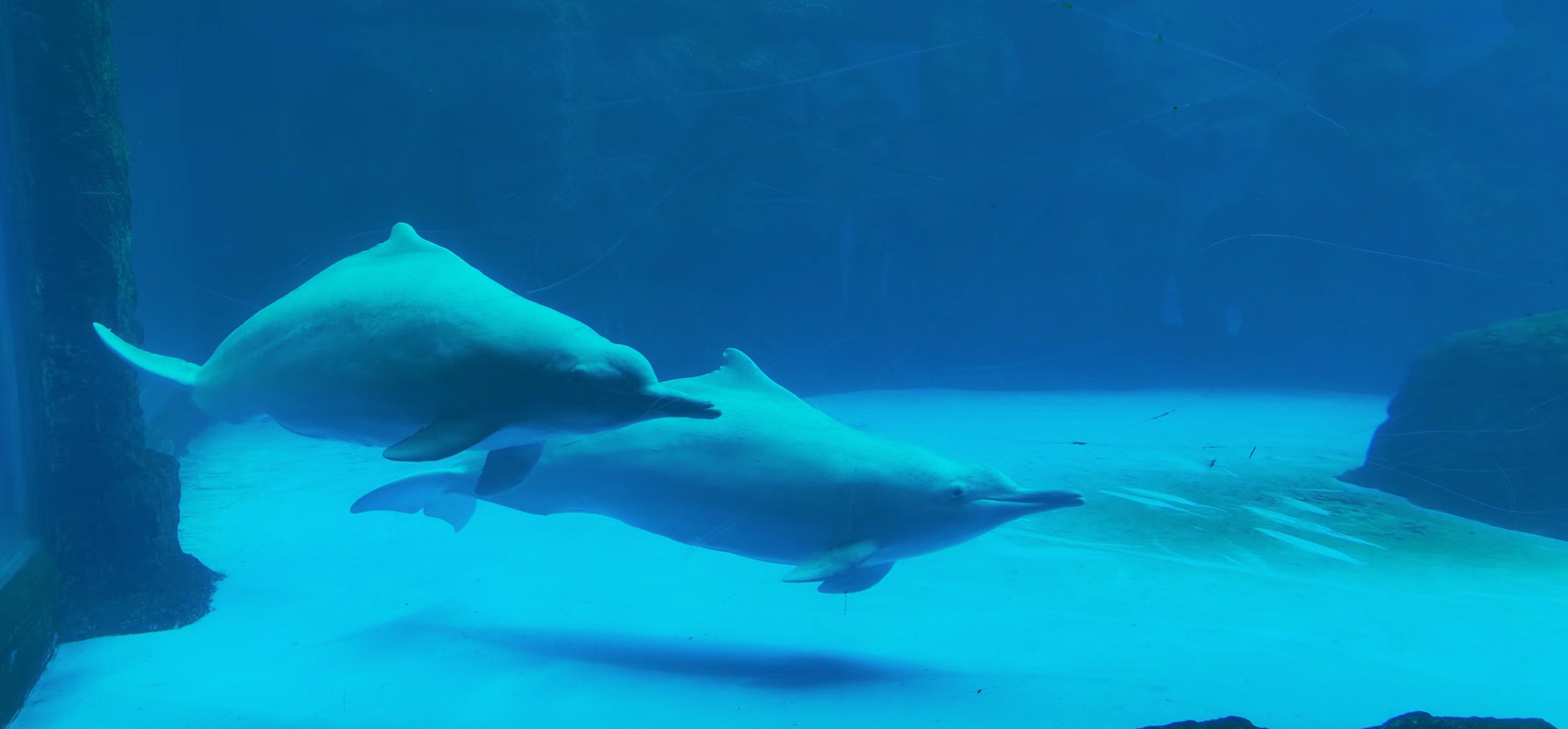 গ্রেট জার্নি অ্যাওয়ার্ড: হোইন সেলস অ্যামিকে চিমেলং ওশান কিংডম 2