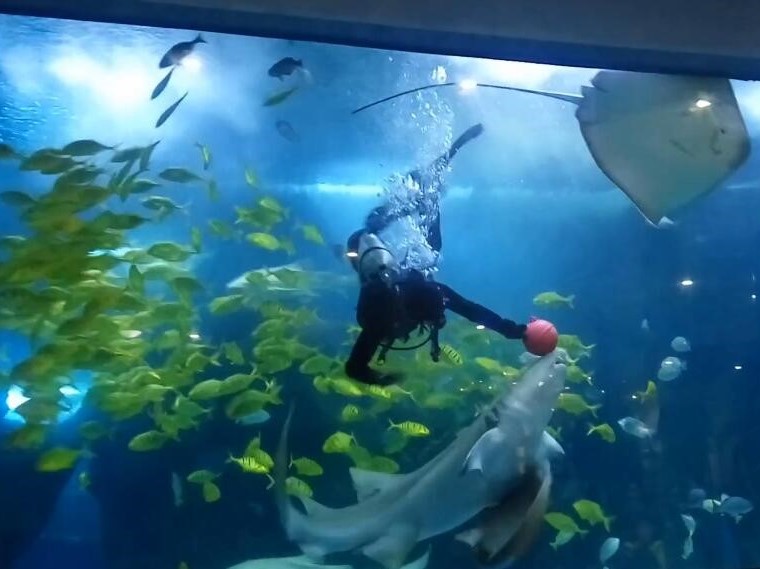 مرشحات بولكينج في عالم لياوتشنغ تحت الماء 1