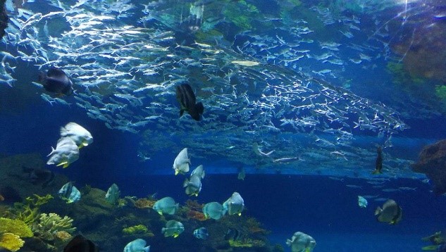 مرشحات بولكينج في عالم لياوتشنغ تحت الماء 2