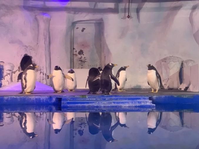 オルドス水族館のプーリング社の水平フィルター 1