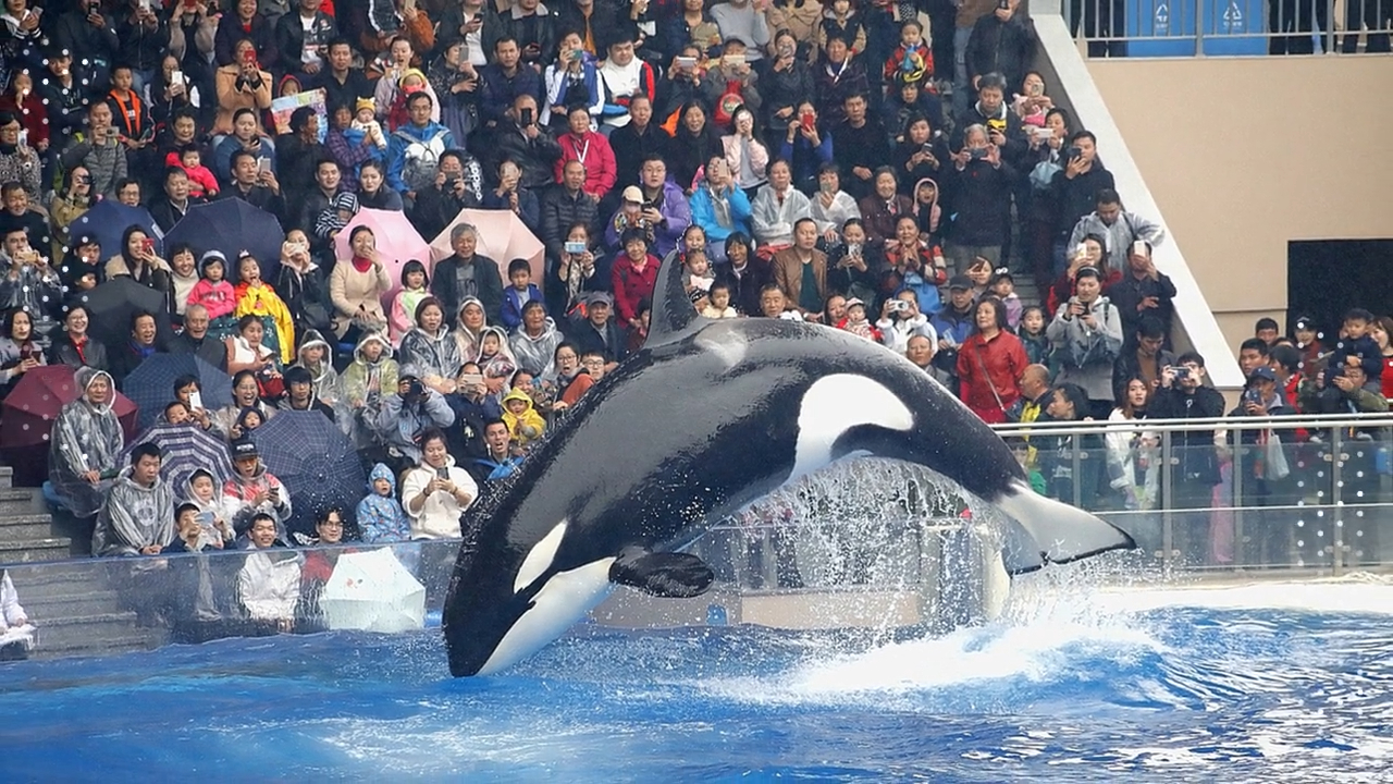 上海海昌海洋公園にあるプーキングの大型砂ろ過装置 1