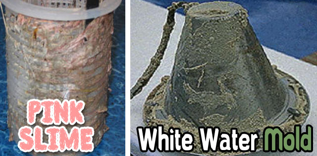 Come sbarazzarsi della muffa bianca e della melma rosa in una piscina 1