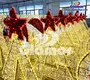GLAMOR | Latest led motif supply 6