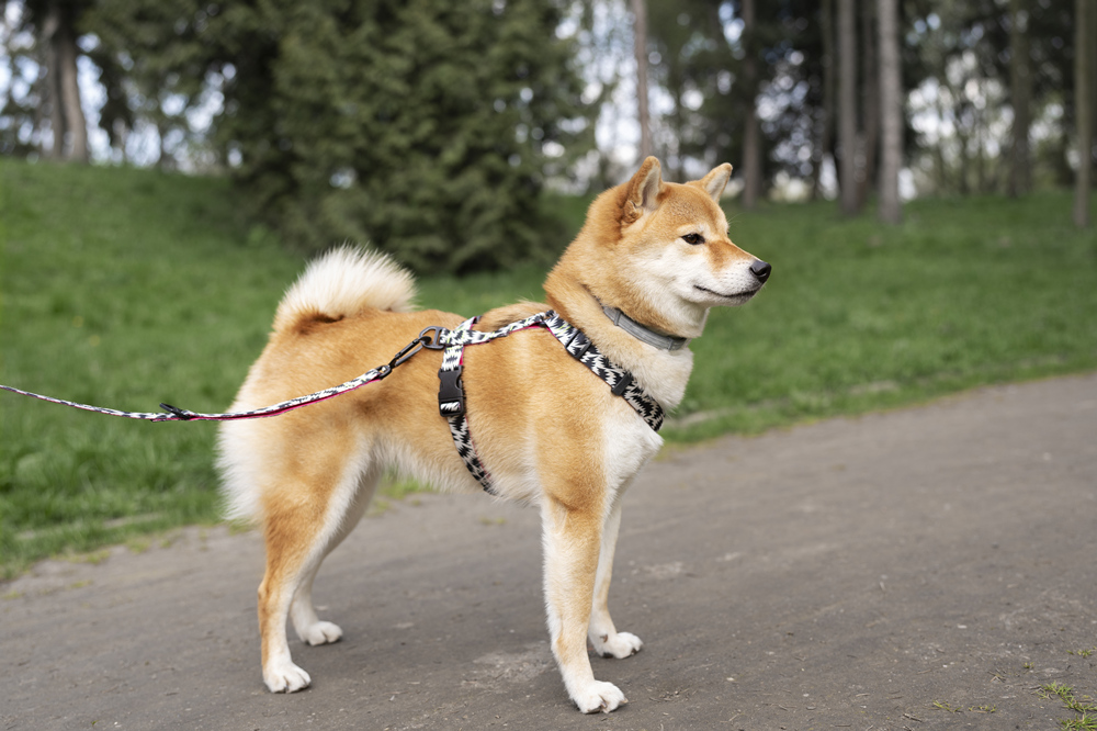 Pet Leashes vs. Pet Harnesses: Which Is Best for You? 1