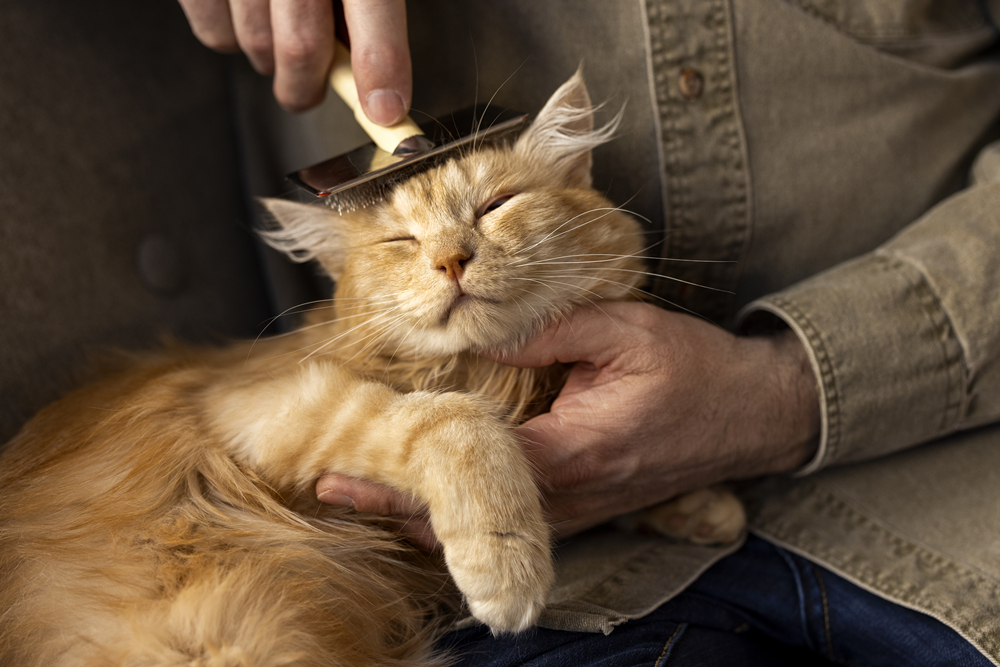 How to Choose the Perfect Cat Comb? 1
