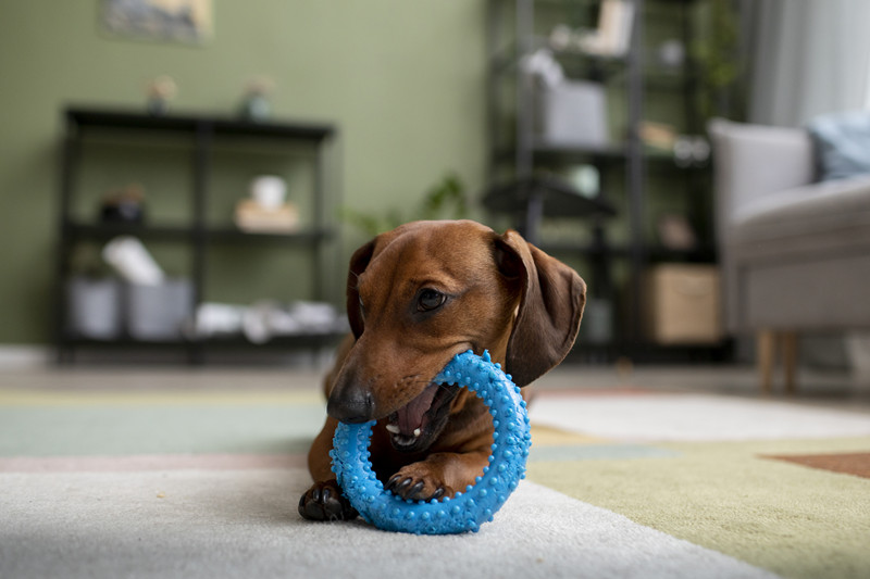 dog toys