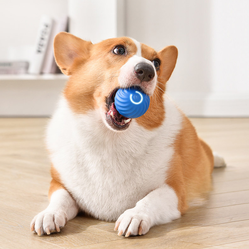 Customized Pet Ball Toy manufacturers From China | Roadreign LL-3253 5