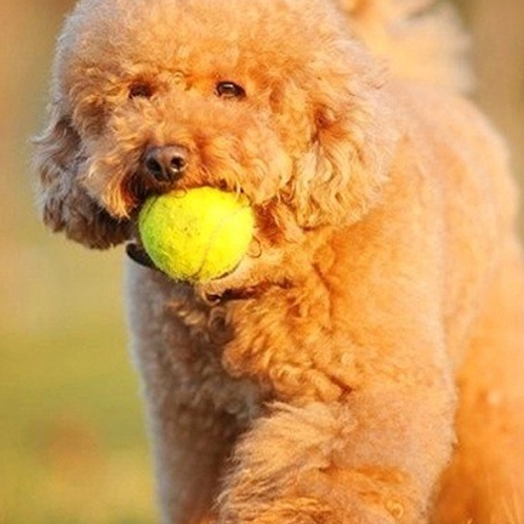 Best Pet tennis ball Company - Roadreign LL-3185 4