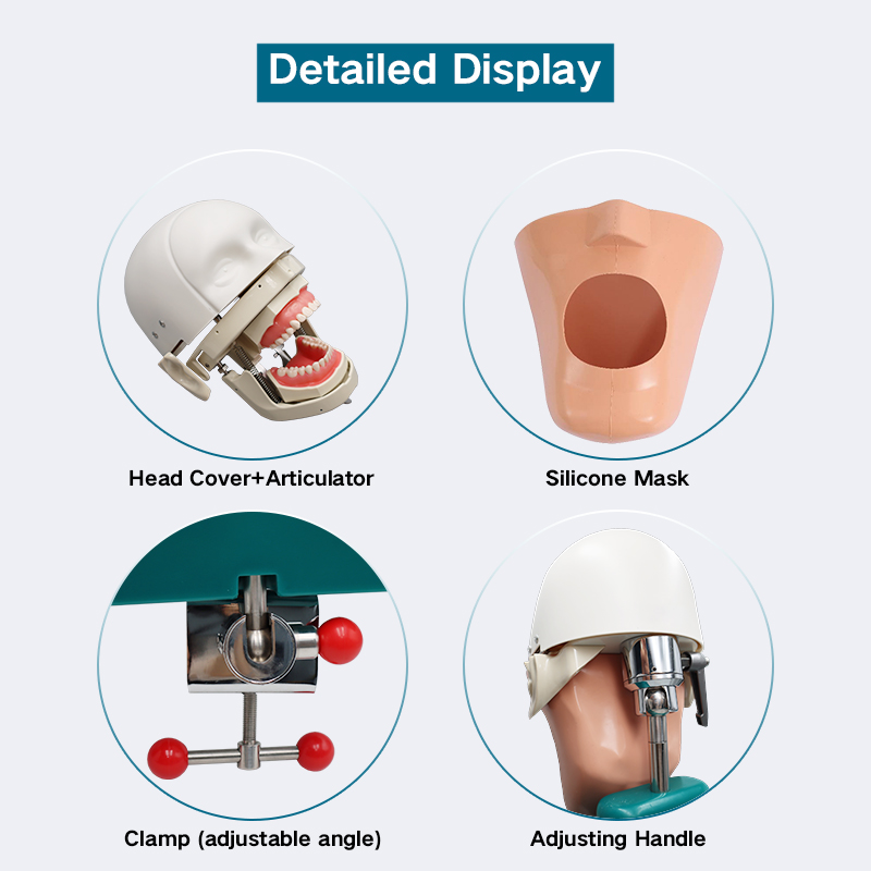 TKS-006 Best Study Training Method Dental Manikin Phantom Head Model 4