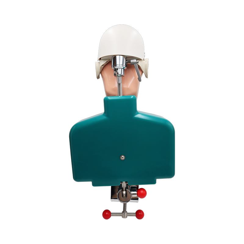 TKS-006 Best Study Training Method Dental Manikin Phantom Head Model 7