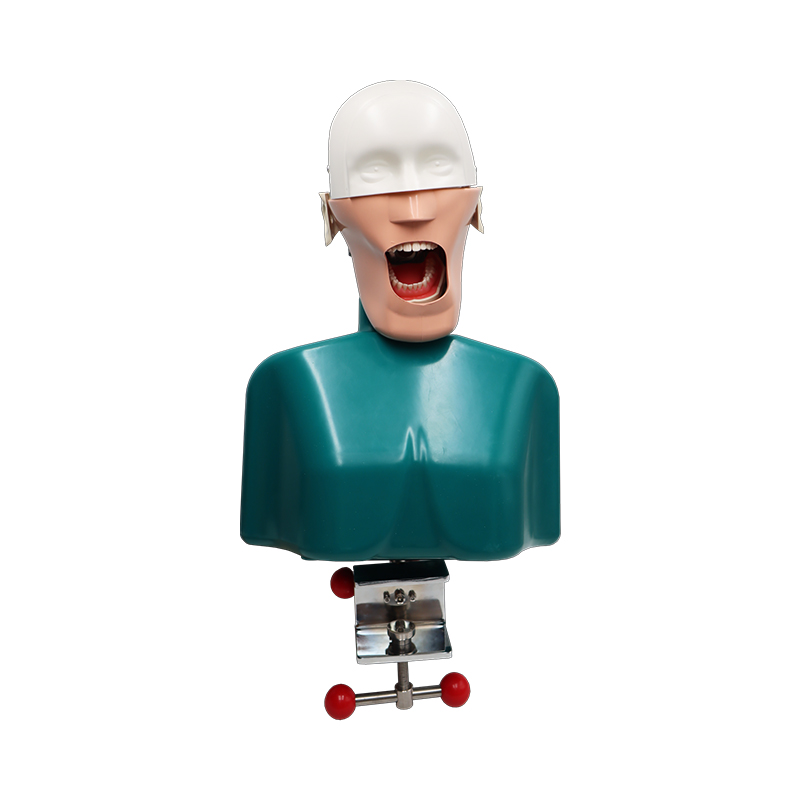 TKS-006 Best Study Training Method Dental Manikin Phantom Head Model 6