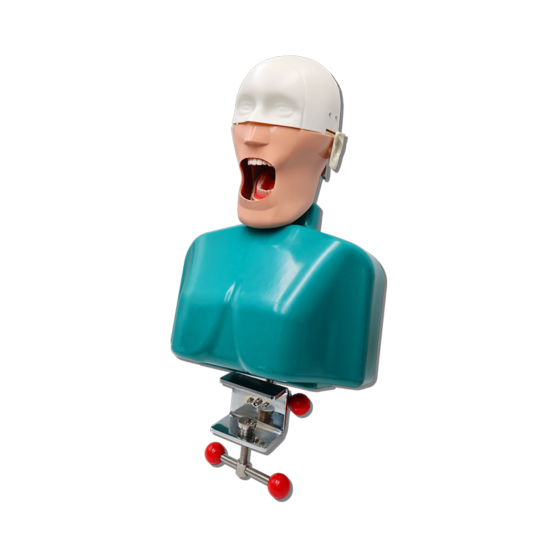 TKS-006 Best Study Training Method Dental Manikin Phantom Head Model 2