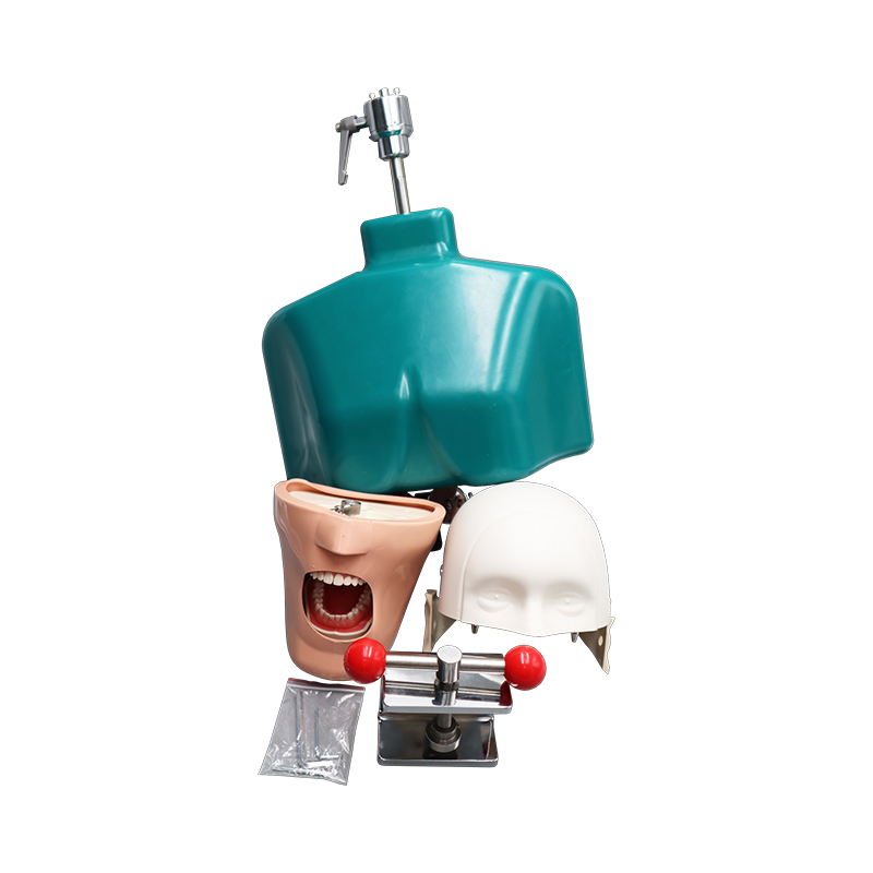 TKS-006 Best Study Training Method Dental Manikin Phantom Head Model 8