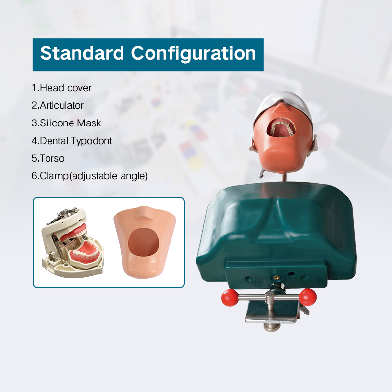 TKS-006 Best Study Training Method Dental Manikin Phantom Head Model 5
