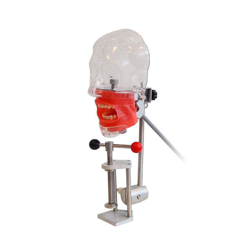 Dentist Teaching Training Tools Teeth Detachable Head Model Dental Manikin Phantom Simulator Head Simulation Unit 7