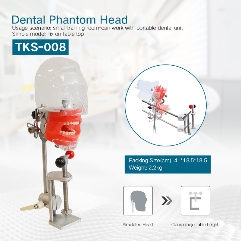 Dentist Teaching Training Tools Teeth Detachable Head Model Dental Manikin Phantom Simulator Head Simulation Unit 3