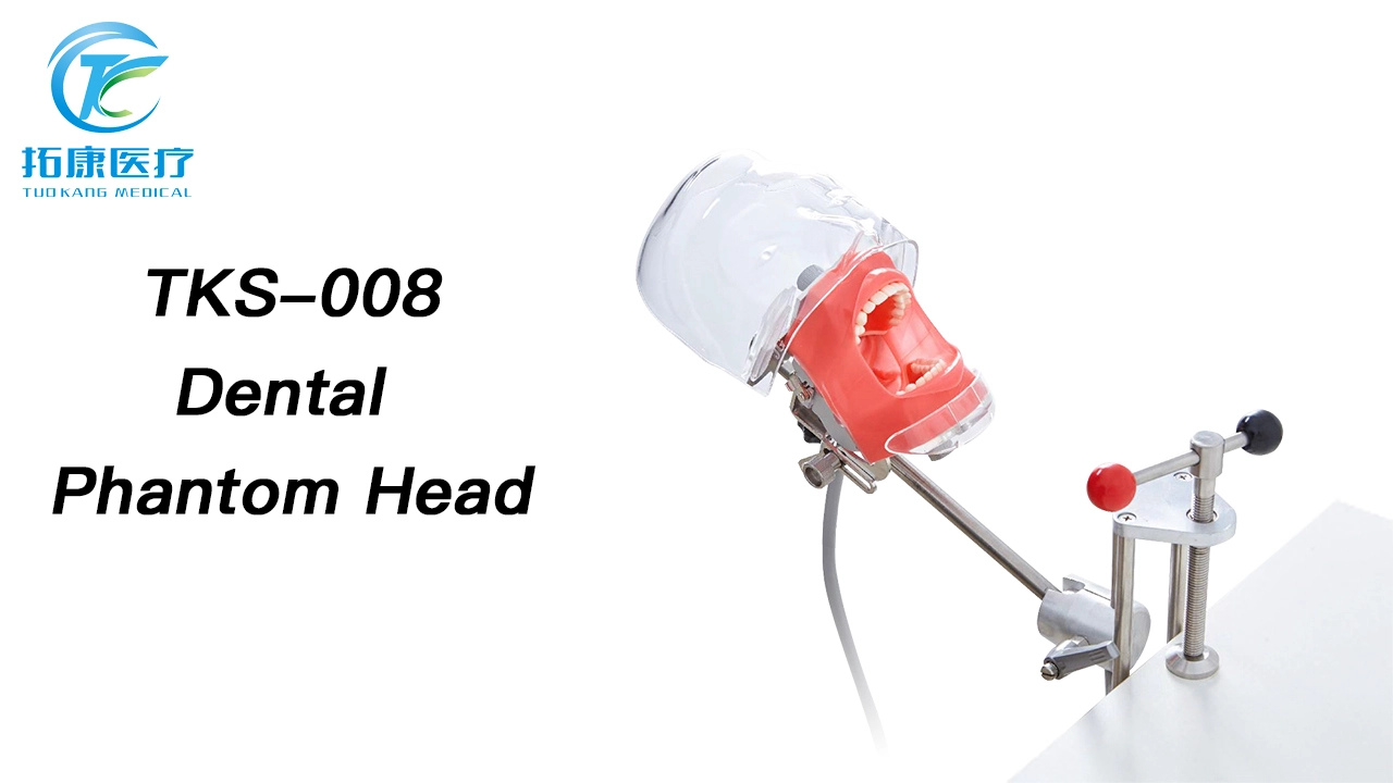 Dentist Teaching Training Tools Teeth Detachable Head Model Dental Manikin Phantom Simulator Head Simulation Unit 1
