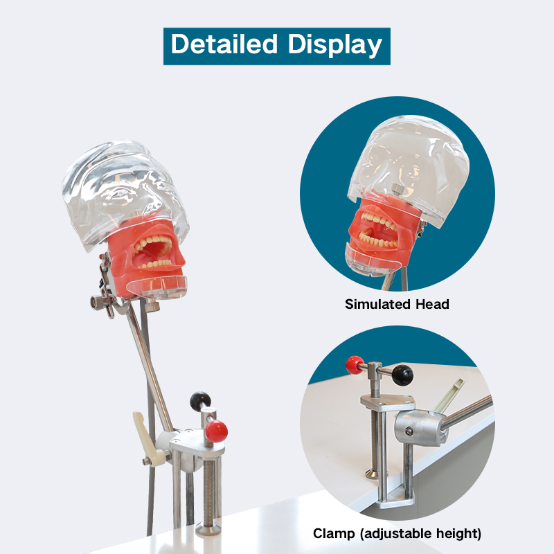 Dentist Teaching Training Tools Teeth Detachable Head Model Dental Manikin Phantom Simulator Head Simulation Unit 4