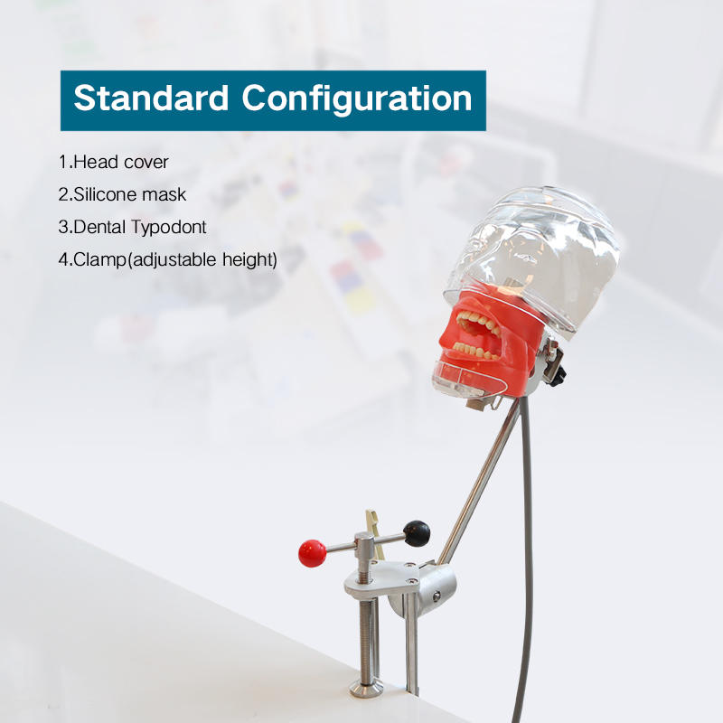 Dentist Teaching Training Tools Teeth Detachable Head Model Dental Manikin Phantom Simulator Head Simulation Unit 5