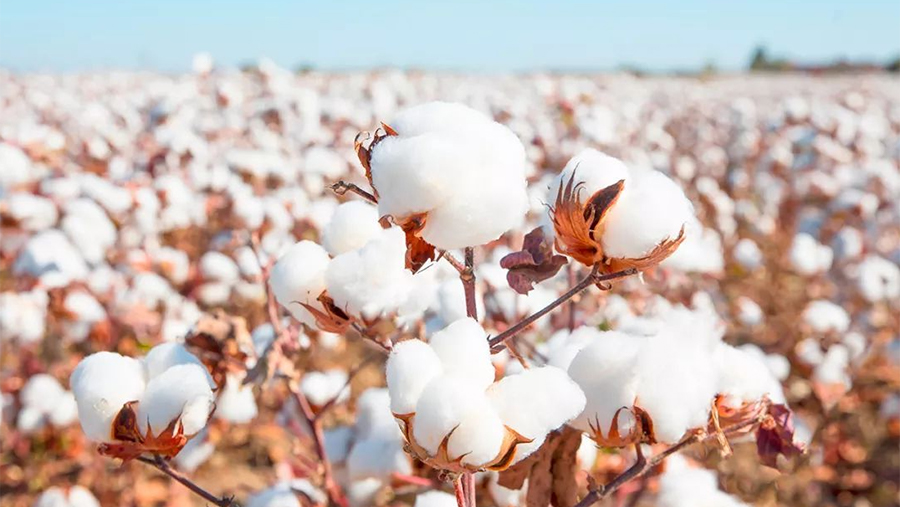 How to use long staple cotton sets? Hanbi Textile 2