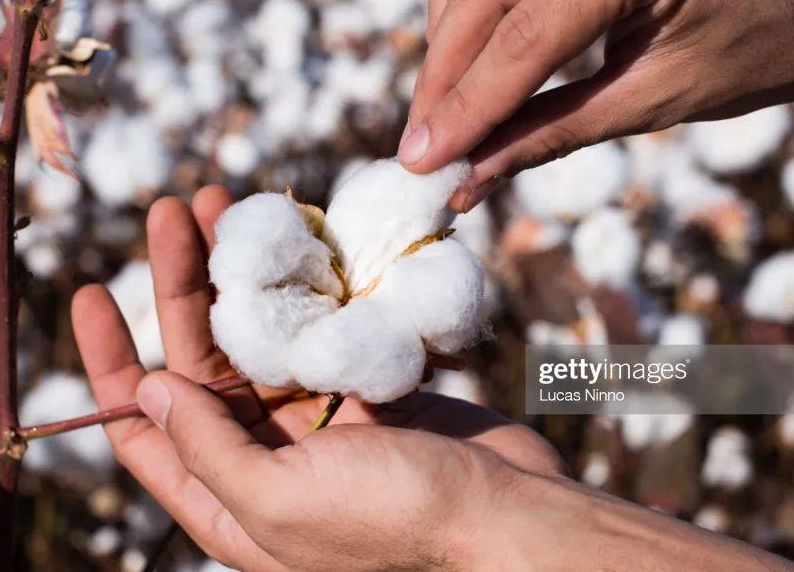 What kinds of cotton are there? 1