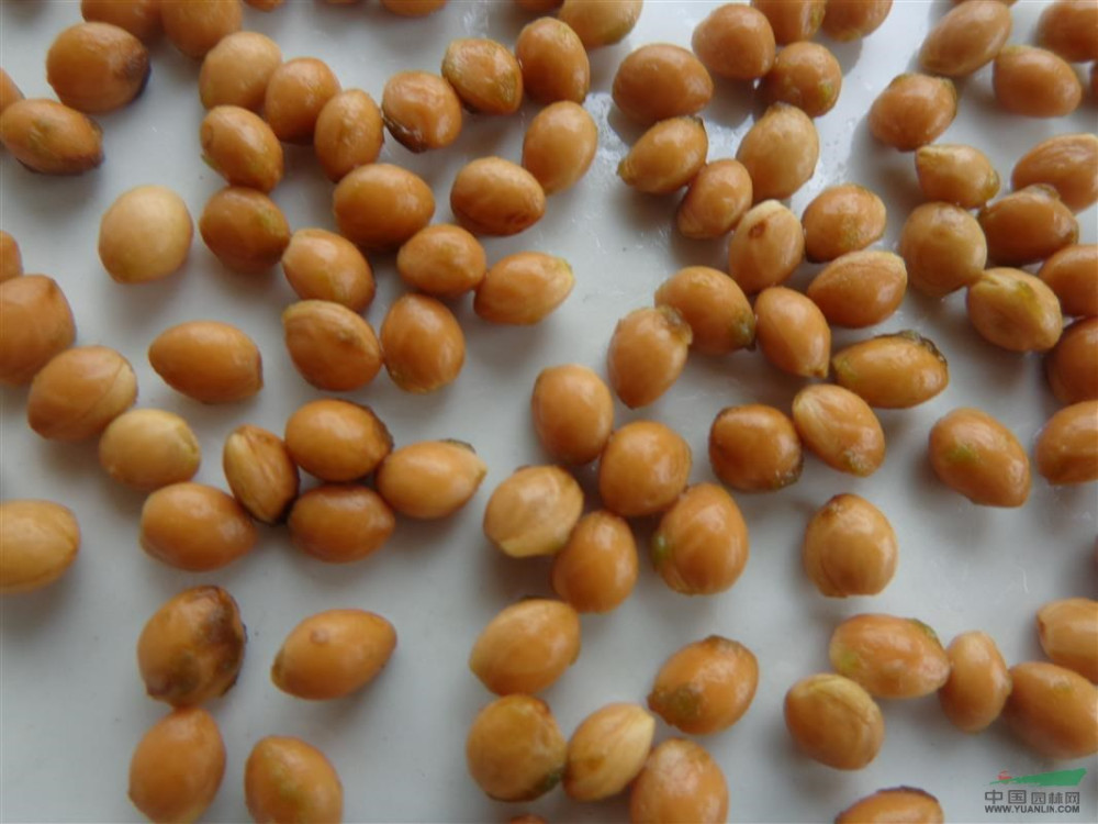 Smart Weigh 雙頭線性稱重料斗秤 蔬菜種子用線性秤 3