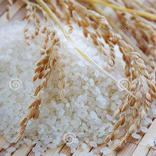 1 Head Linear Weigher 7