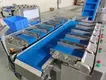 Salmon Multihead Weigher: Precise Weight Handling & Efficiency 3