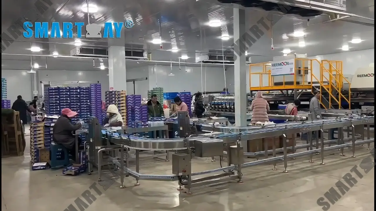 Automatic Blueberry Clamshell Packing Machine - Weighing & Packaging Line 1