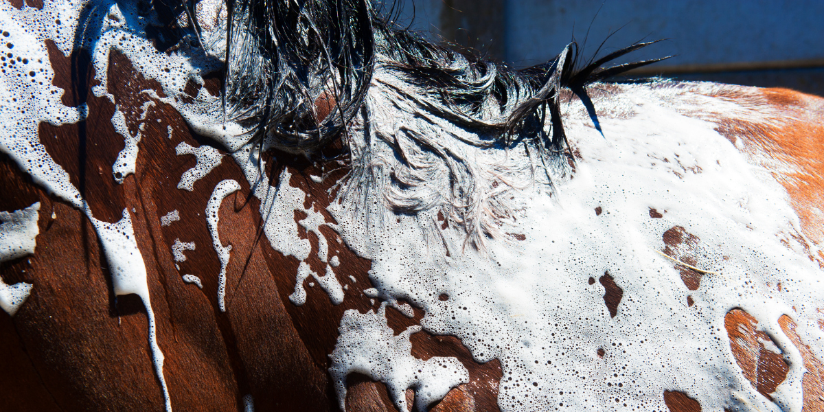 Ultra-Quality SUS304 Braided Sink Faucet Shampoo Hose for Salon Shampoo Bowl 7