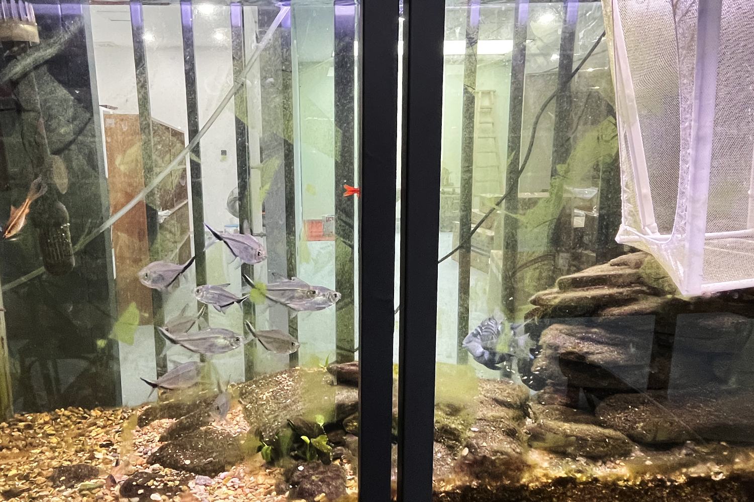 Cute Parrotfish Babies Thrive at PASSION Group! 2