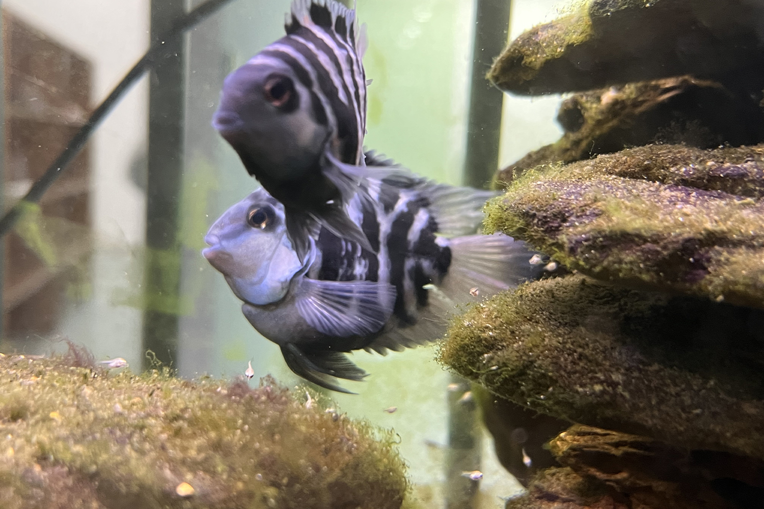 Cute Parrotfish Babies Thrive at PASSION Group! 3