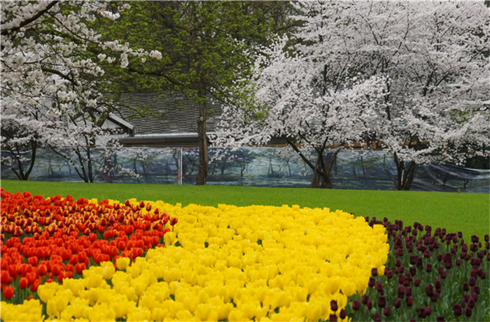 Visit Flower Shows in Hangzhou 2