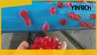 Yinrich GDQ150 無澱粉果凍糖灌注機：創新軟糖和果凍生產設備 1