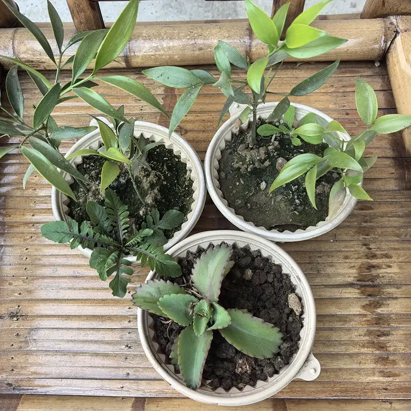 ZSS-BP Wholesale Biodegradable Bamboo Pots Disposable Environmental Protection Container 1