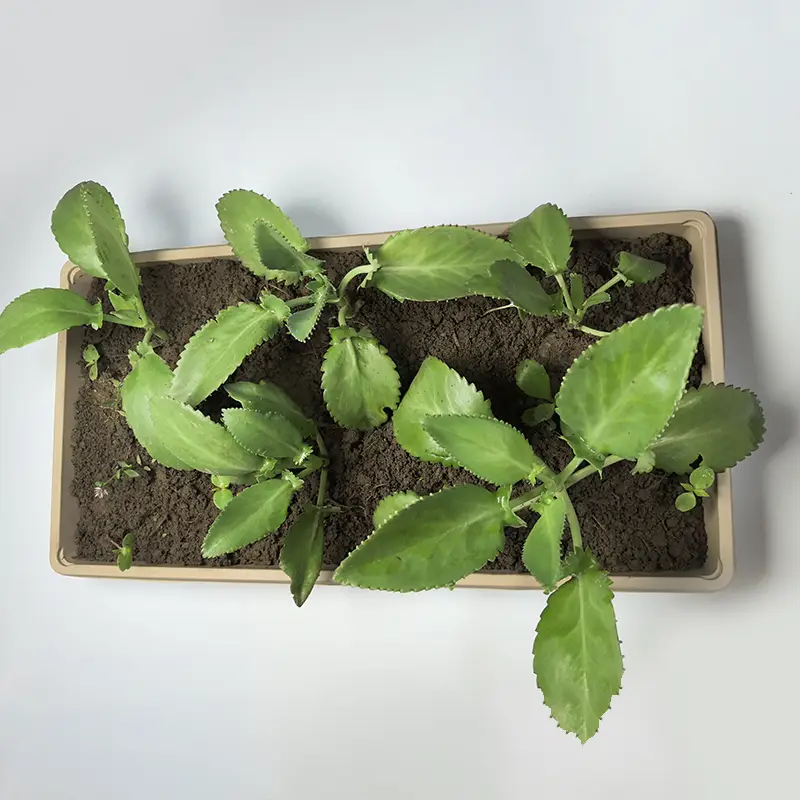 ZSS-ST Customized Biodegradable Seed Trays Disposable Environmental Protection Seed Container 1