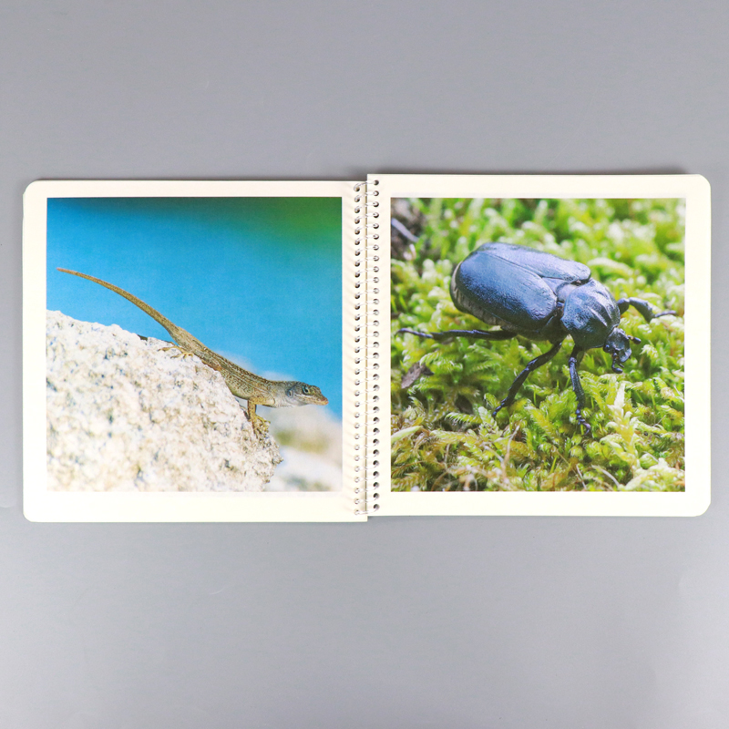 Special Paper Children Book Printing Softcover Spiral Kids Book 7