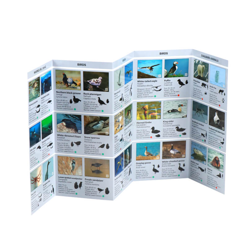 Folding Brochure Printing Coated Paper Leaflet Flyers For Business 7