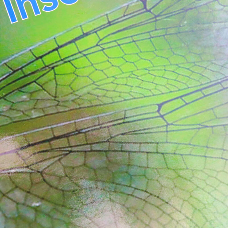 Preschool Children Reading Insect Book Printing Paperback Kids Book 8